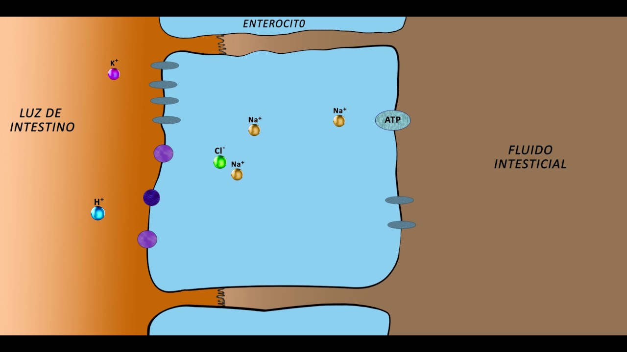 definicion de absorcion de agua