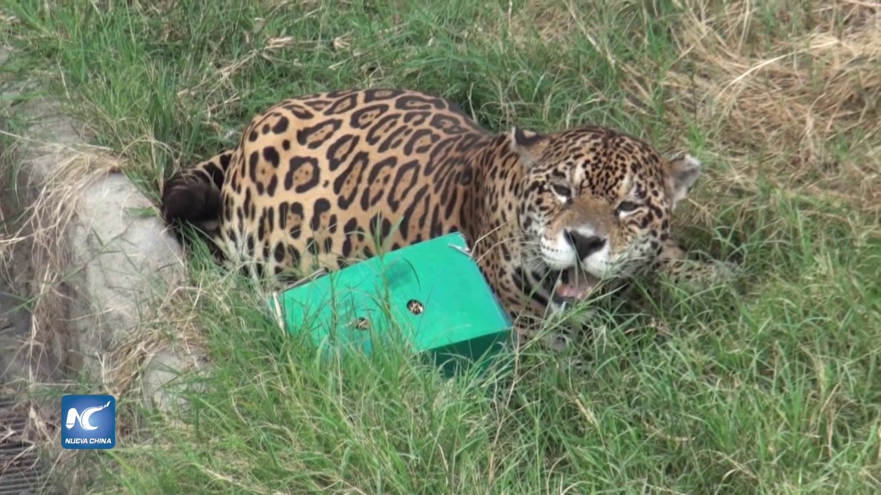 donde vive el jaguar peruano