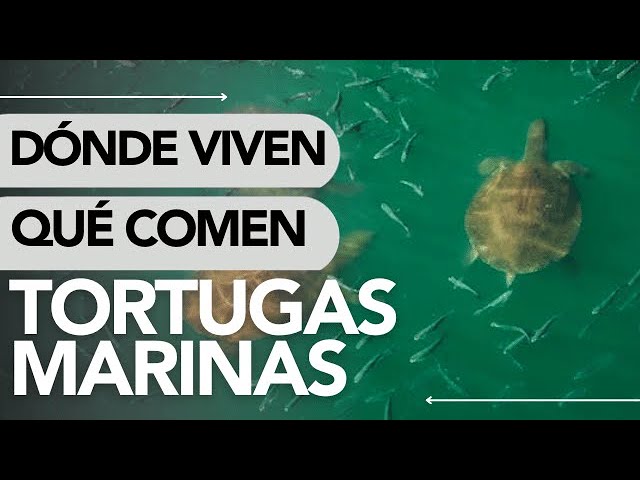 donde vive la tortuga caguama
