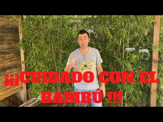 el bambu es resistente al agua