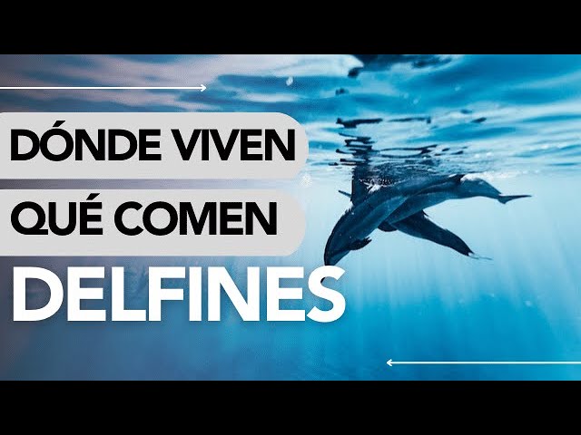 en que aguas viven los delfines