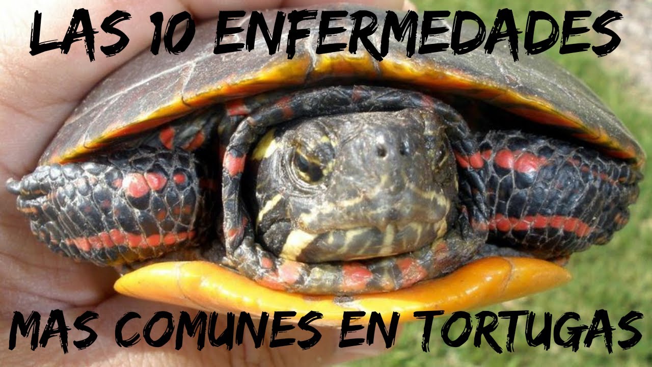 enfermedades de tortugas de agua