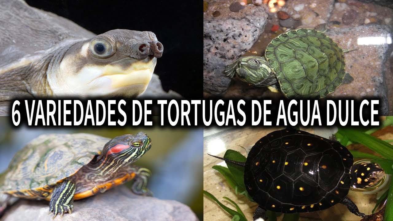 especies de tortugas de agua