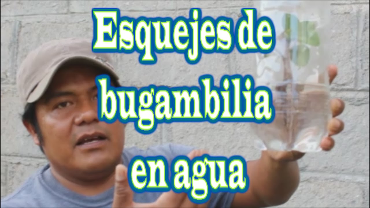 esquejes de buganvilla en agua