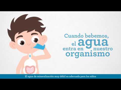 funcion del agua en la sangre