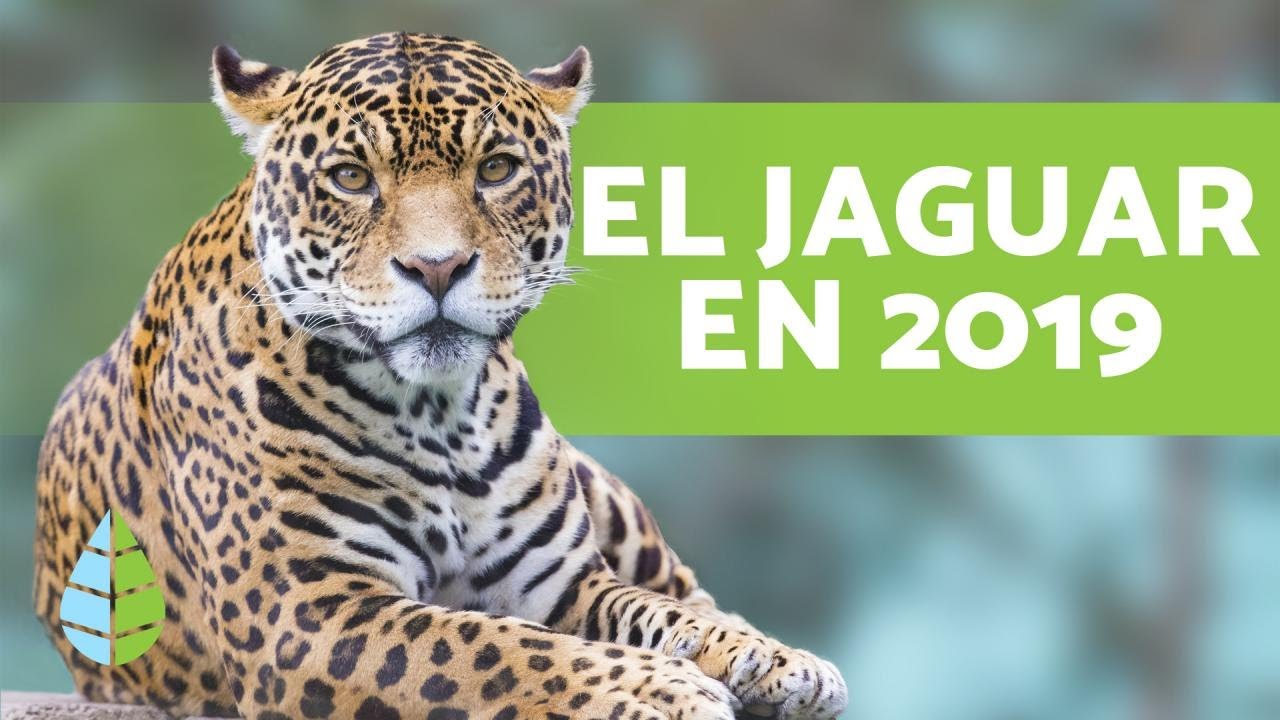 jaguar en peligro de extincion