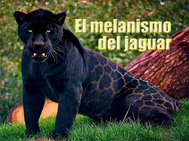 leopardo o jaguar con melanismo