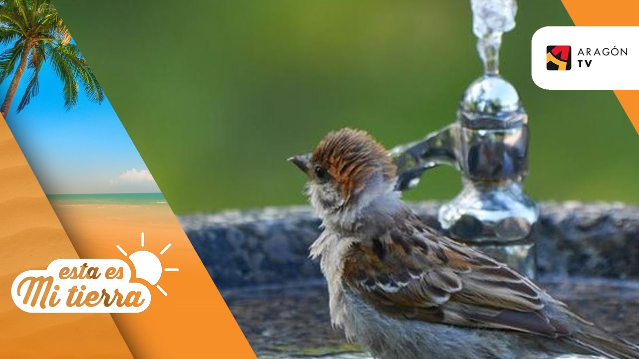 lugar donde toman agua las aves