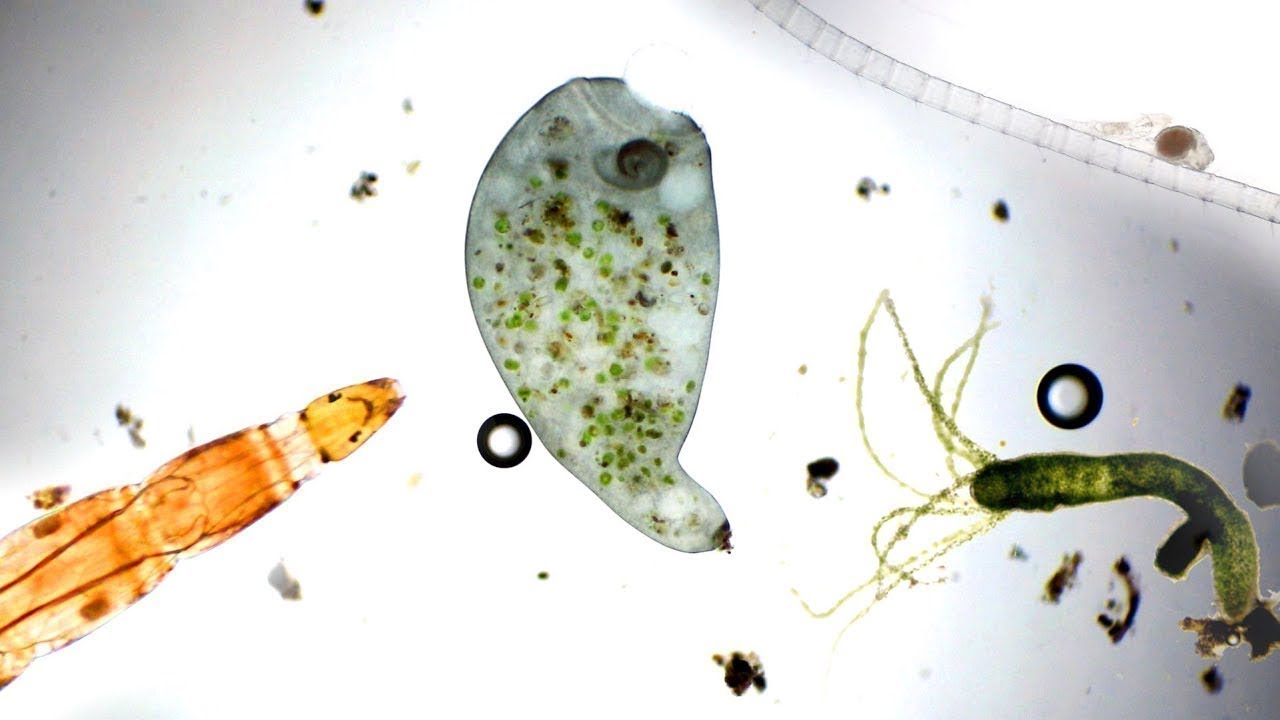 microscopio con gota de agua