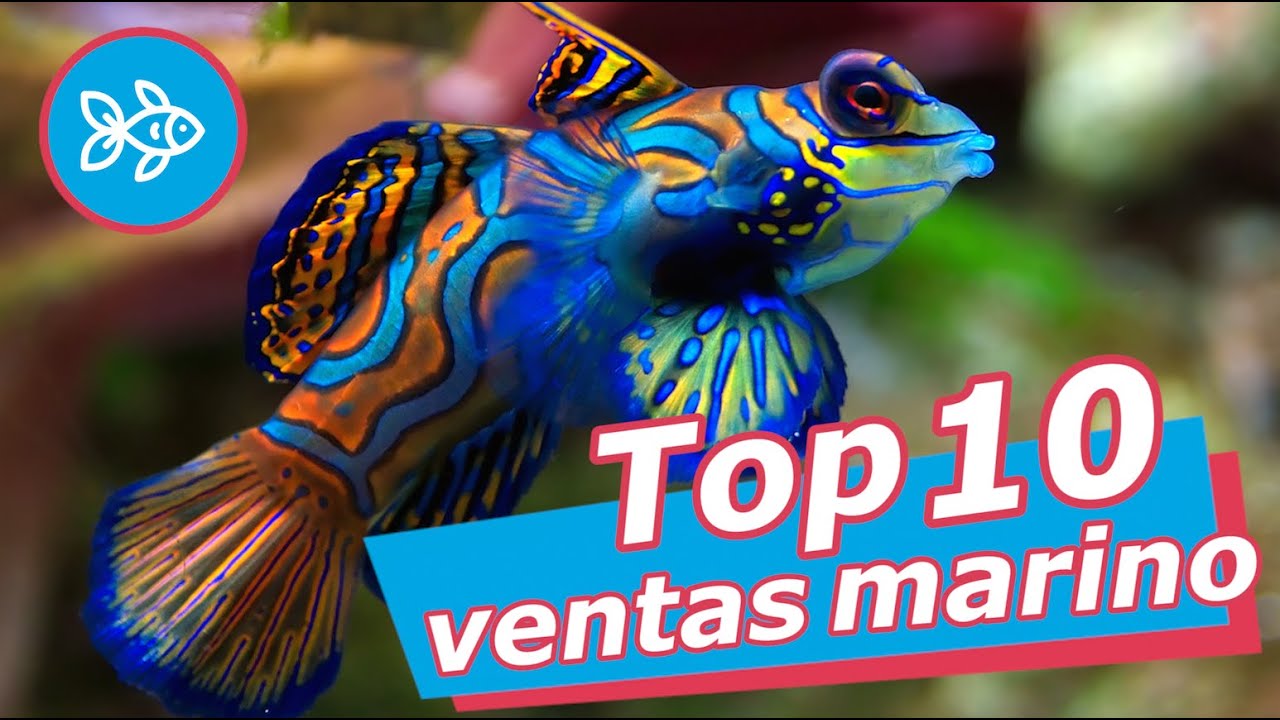 nombres de peces de agua salada