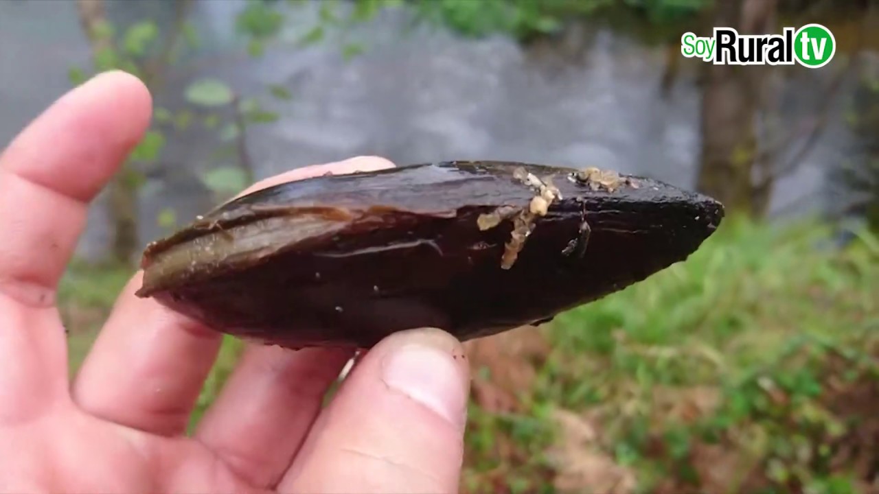ostras de agua dulce en colombia