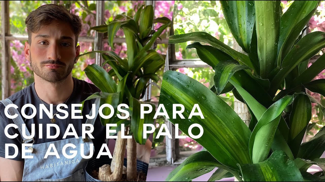 palo de brasil en agua cuidados