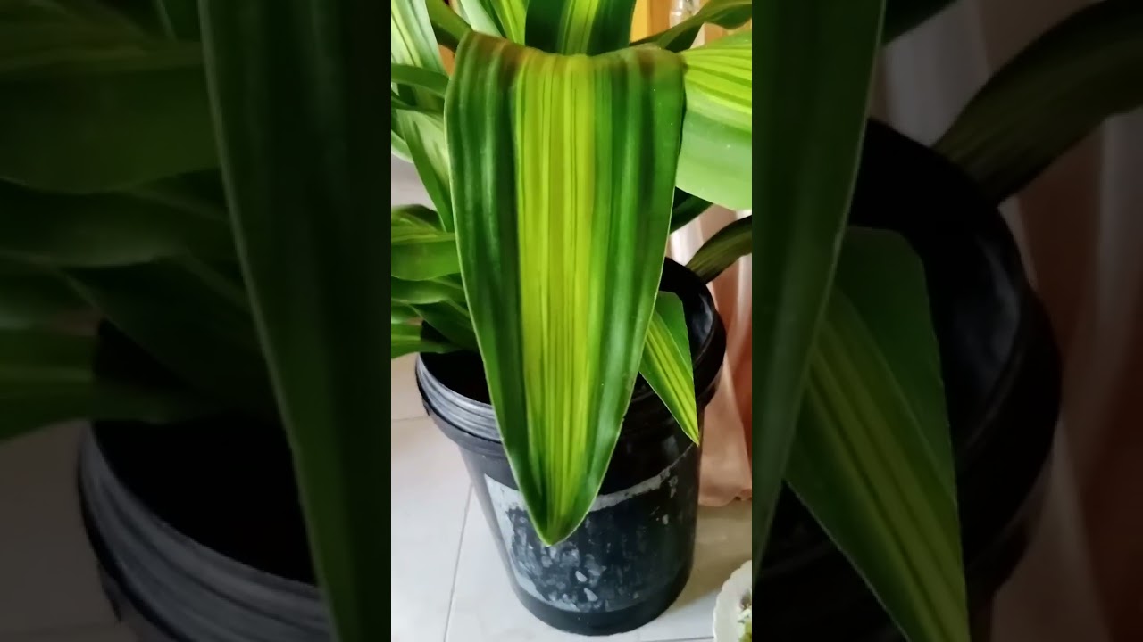 palo de brasil en agua o tierra