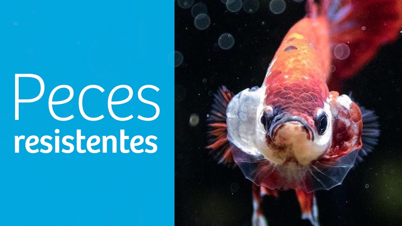 peces de agua dulce comestibles