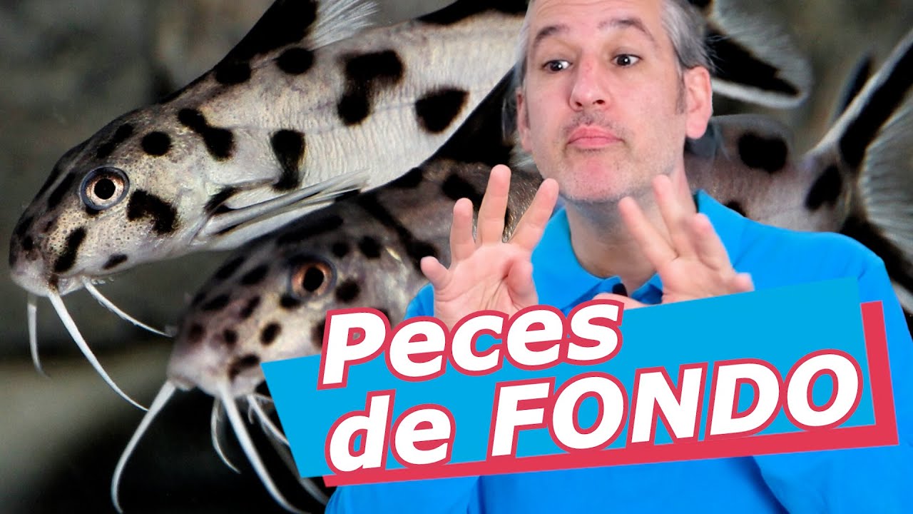 peces de agua dulce de fondo