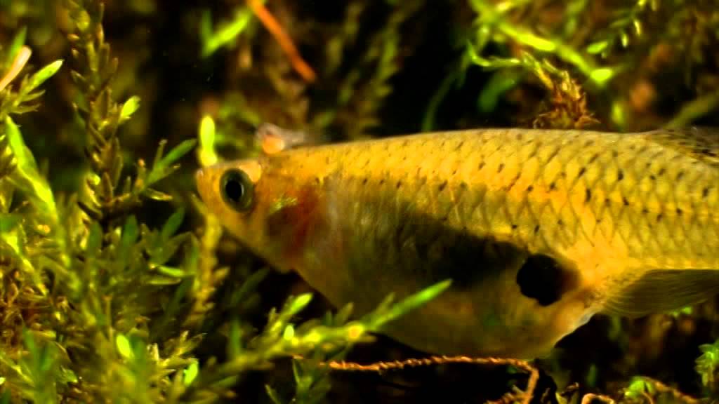 peces de agua dulce en españa