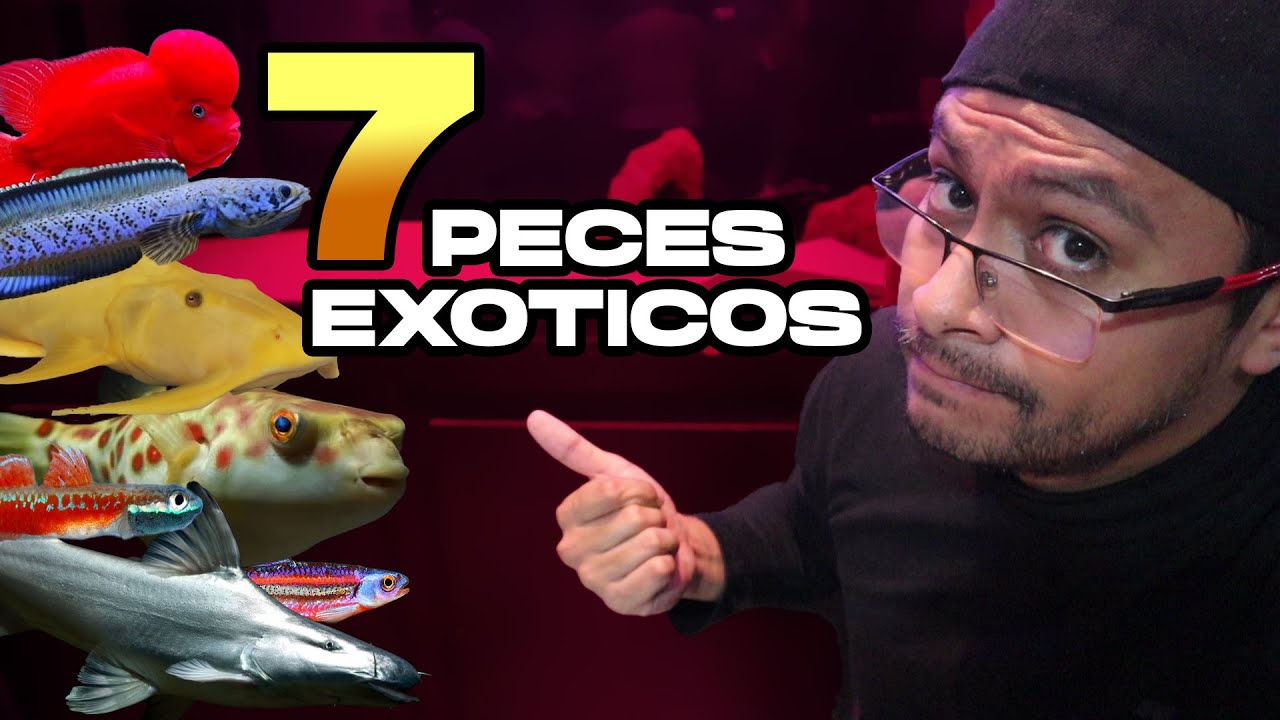 peces exoticos de agua dulce