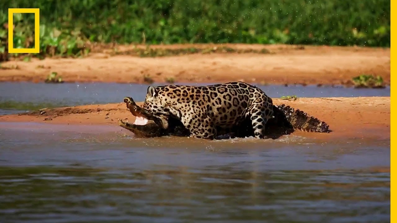 pelea de jaguar con cocodrilo