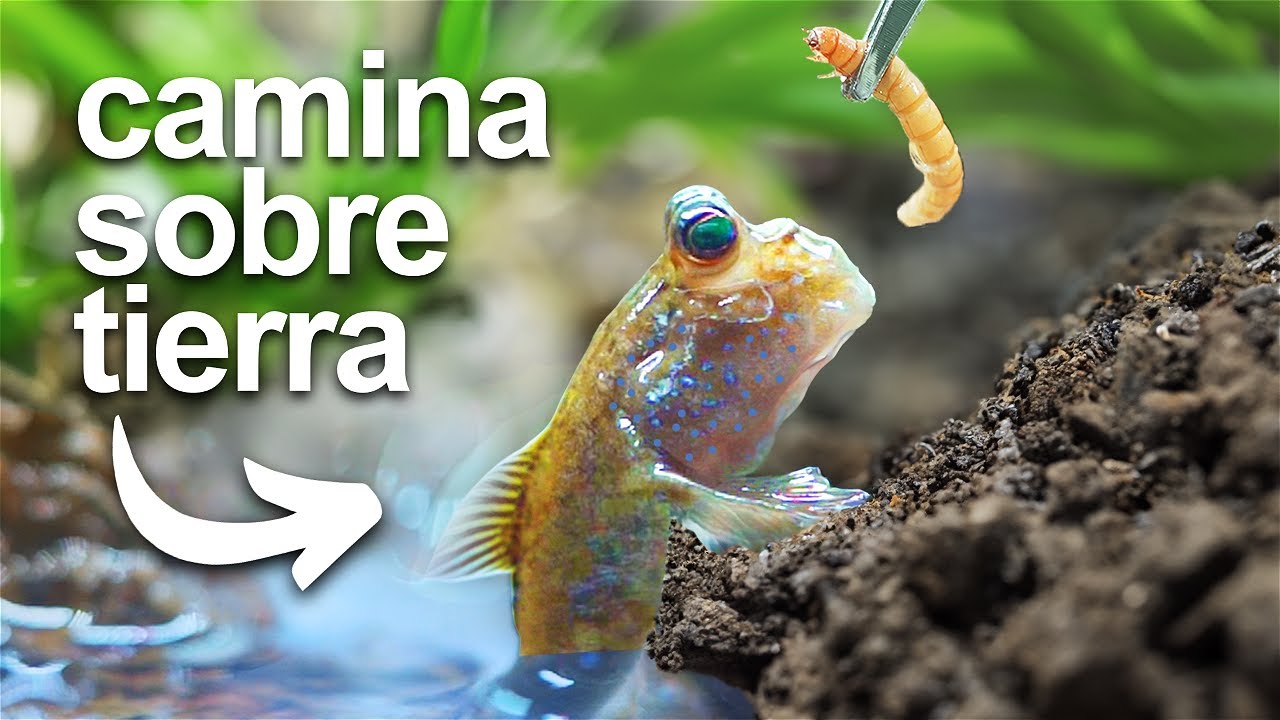 pez que sale del agua y camina