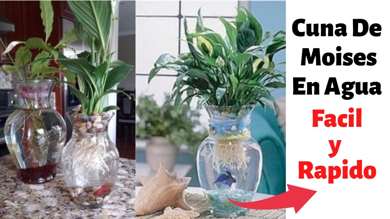 planta cuna de moises en agua