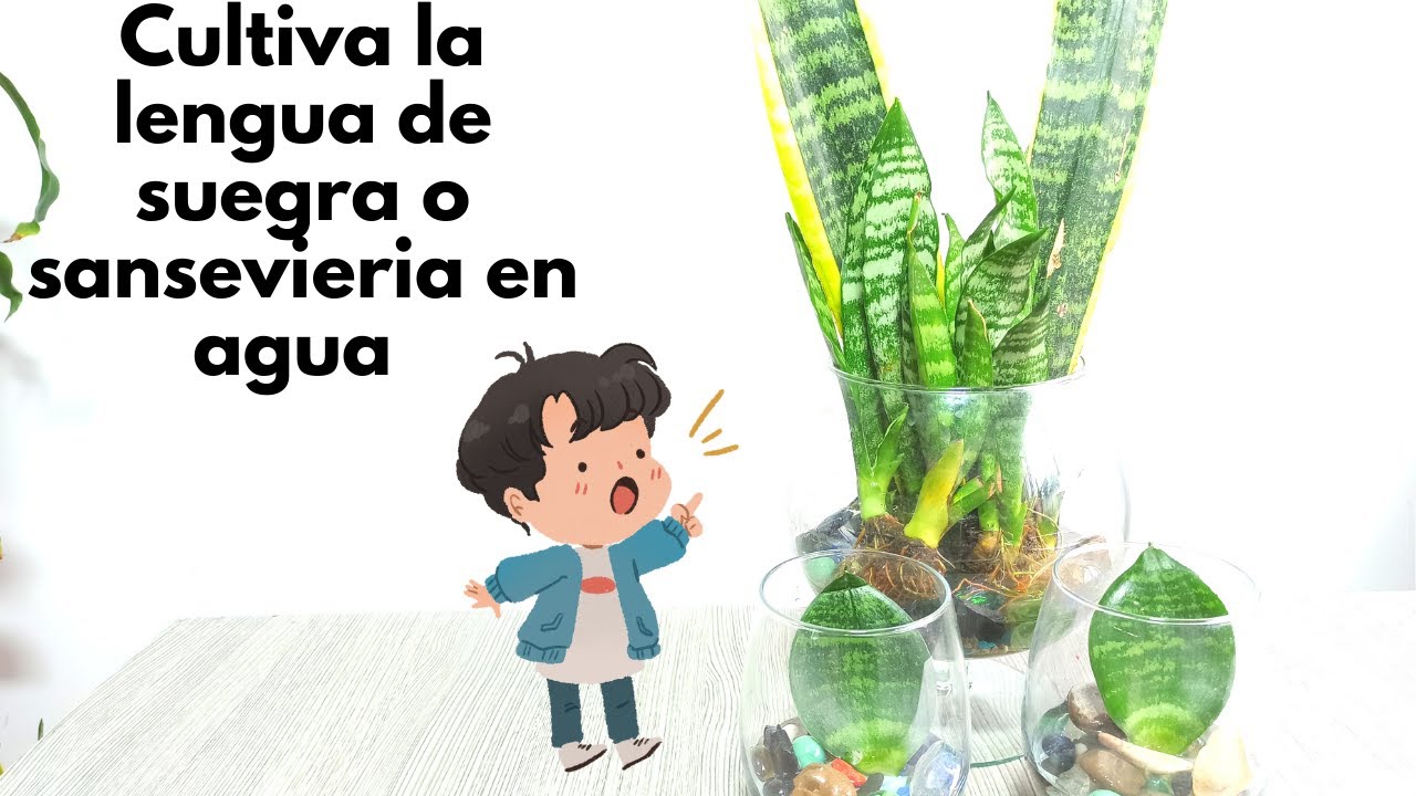 planta lengua de suegra en agua