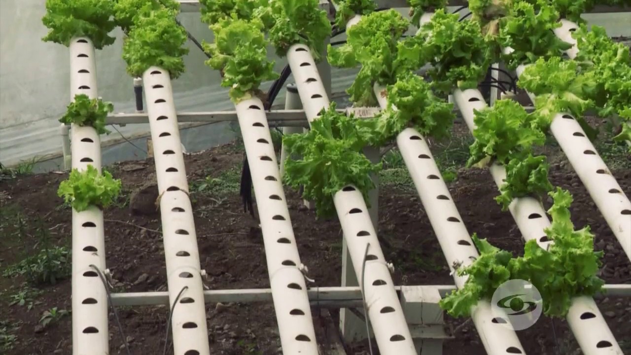 plantacion de lechuga en agua