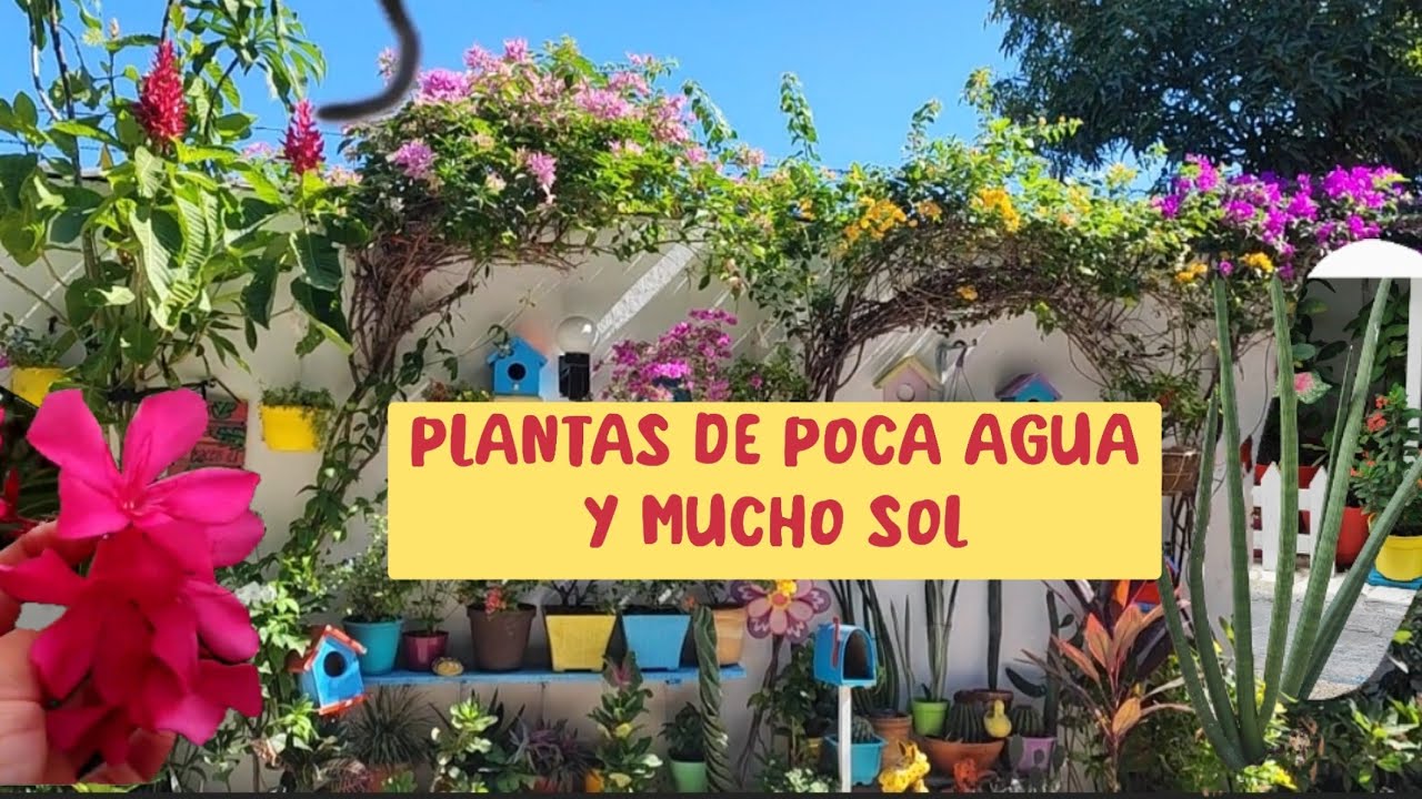 plantas de sombra y poca agua