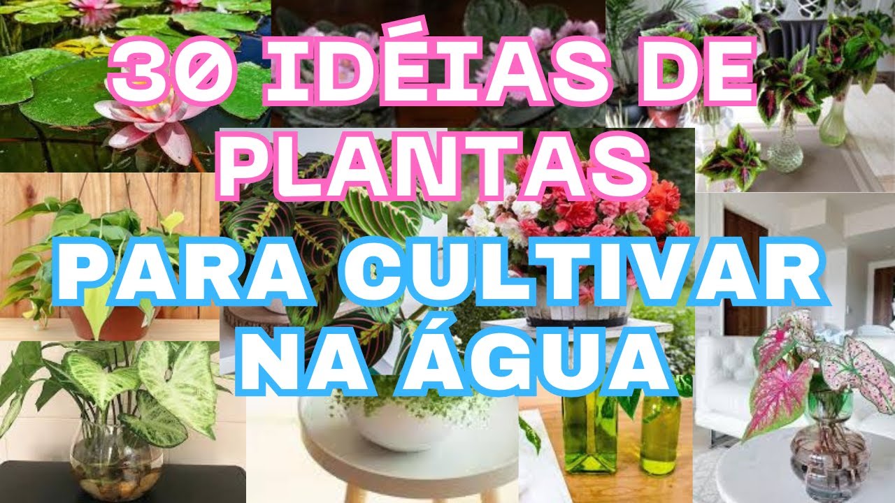 plantas para cultivar na agua