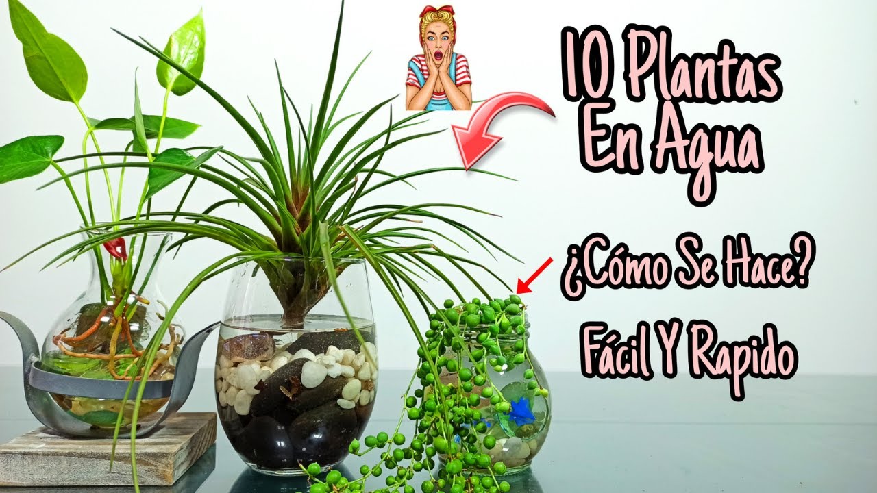 plantas que crecen en el agua