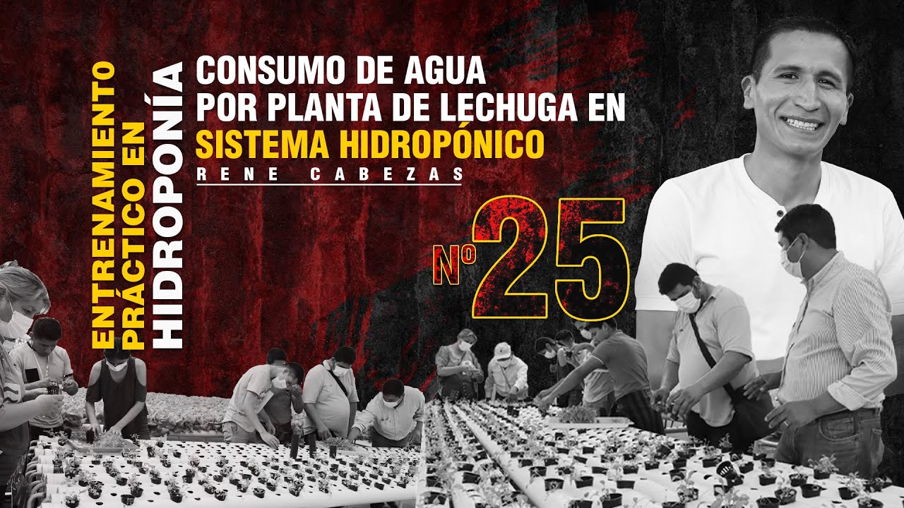 porcentaje de agua de la lechuga