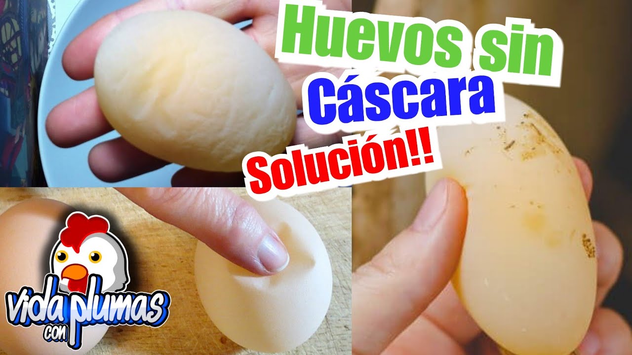 porque los huevos salen aguados