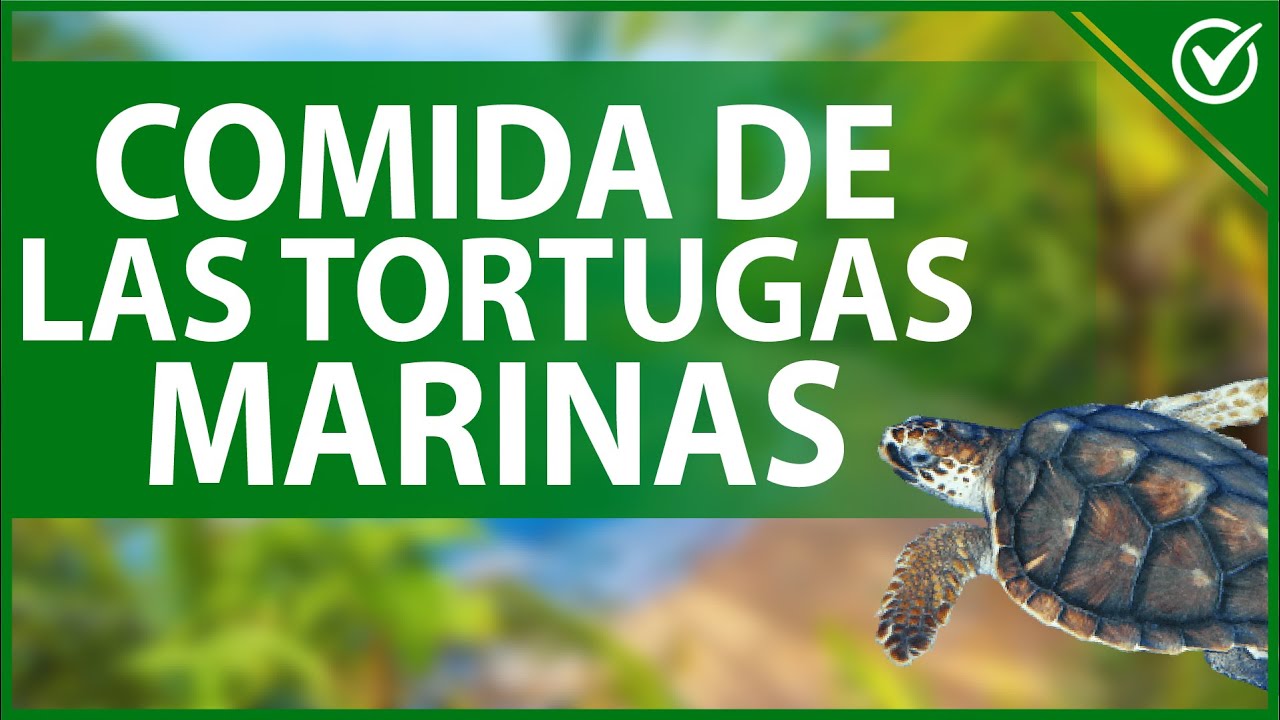 que comen las tortugas caguamas
