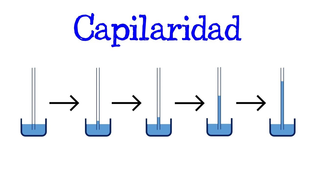 que es la capilaridad del agua