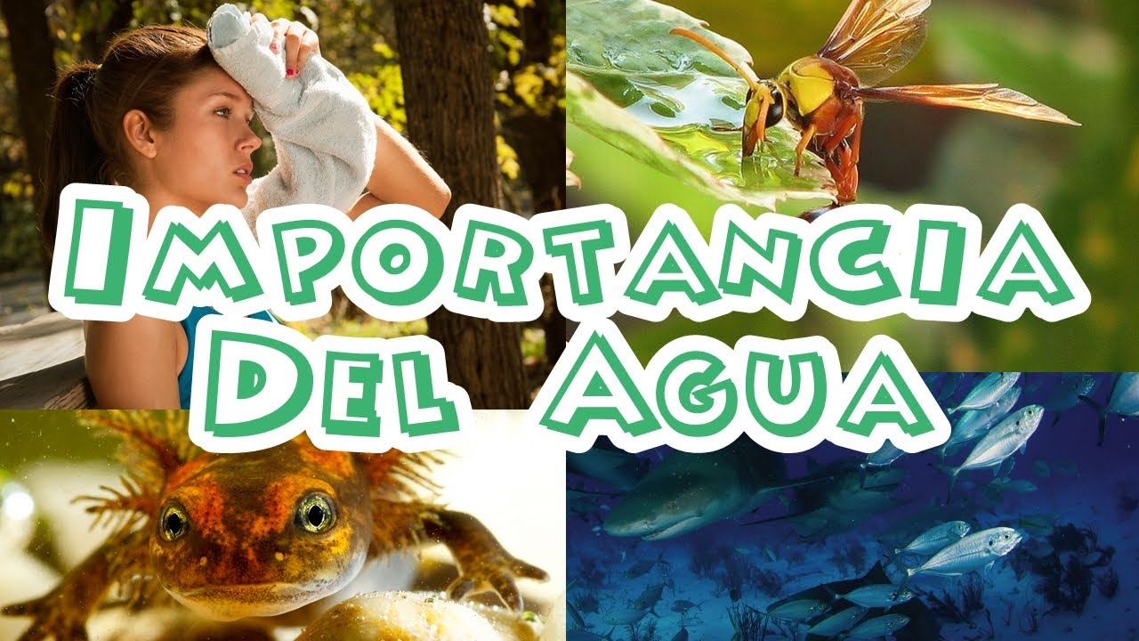 relacion del agua con la vida