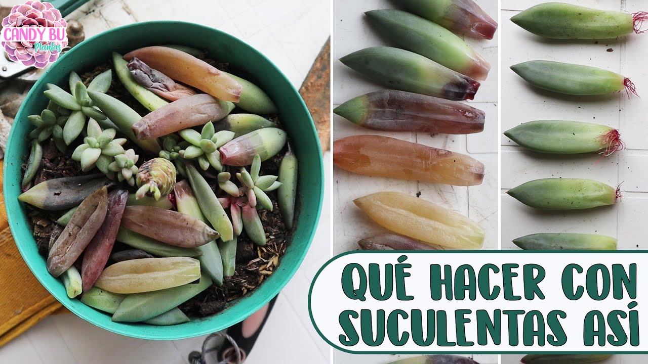 suculentas con exceso de agua