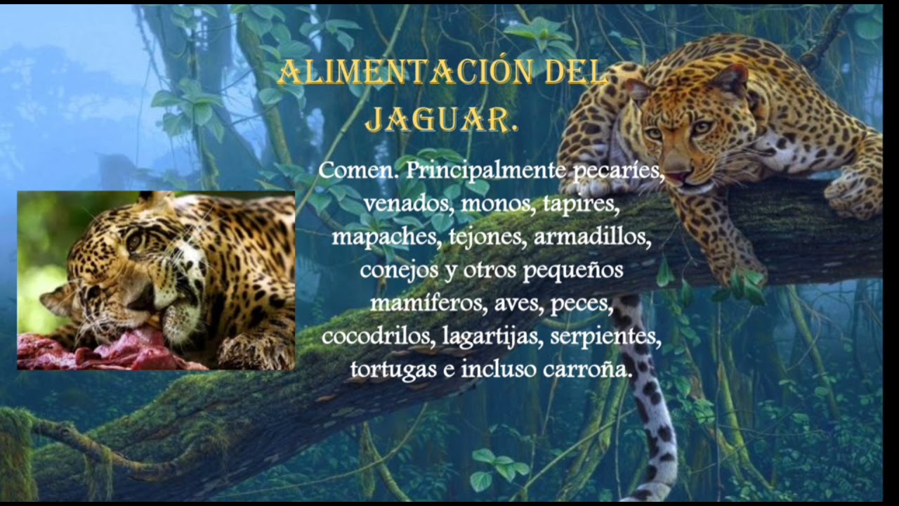tipo de alimentacion del jaguar