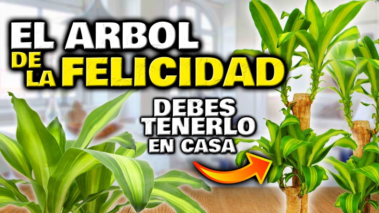 tronco de la felicidad en agua