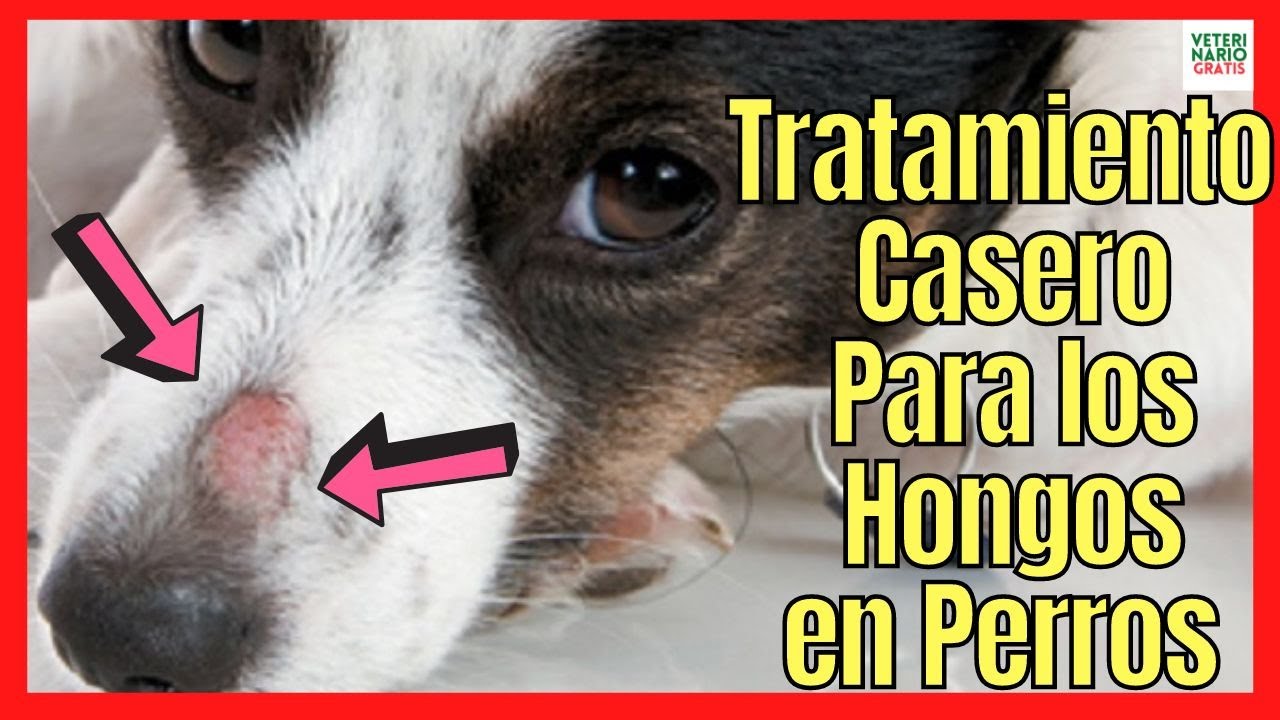 agua oxigenada para hongos en perros
