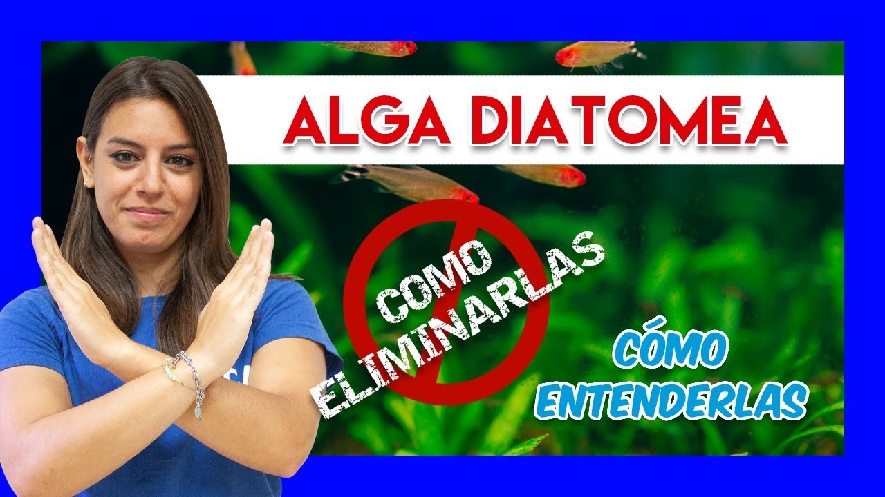algas diatomeas acuario agua dulce