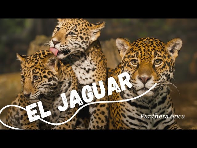 animales endemicos de mexico jaguar