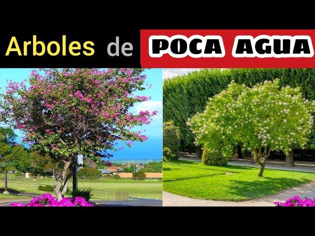 arboles que no necesitan mucha agua