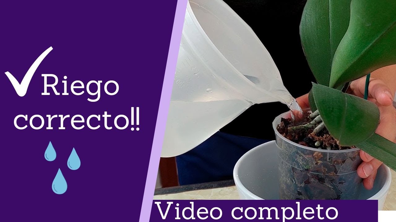 cada cuanto echar agua a una orquidea