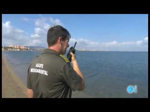 calidad de las aguas del mar menor