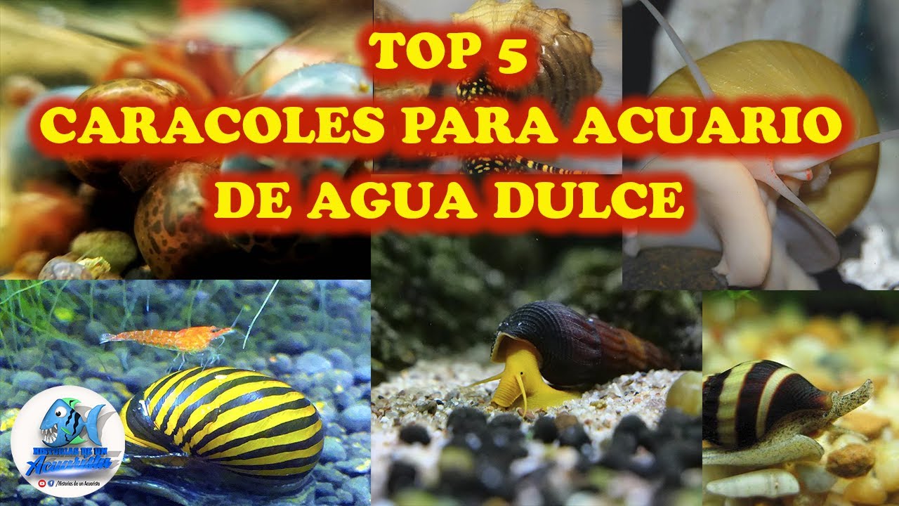 caracoles de agua dulce comestibles