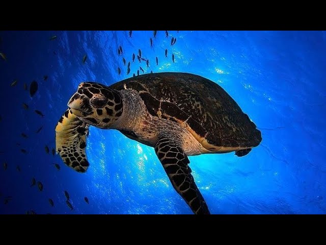 caracteristicas de la tortuga caguama