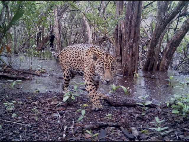 caracteristicas del jaguar de yucatan
