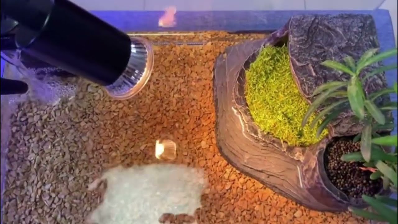 casas para tortugas de agua dulce