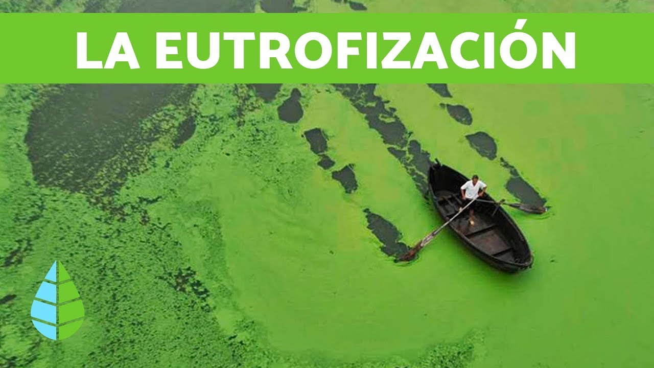 causas de la eutrofización del agua
