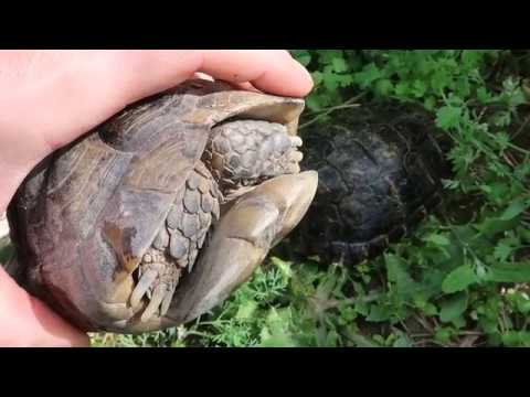 clases de tortugas de agua y tierra