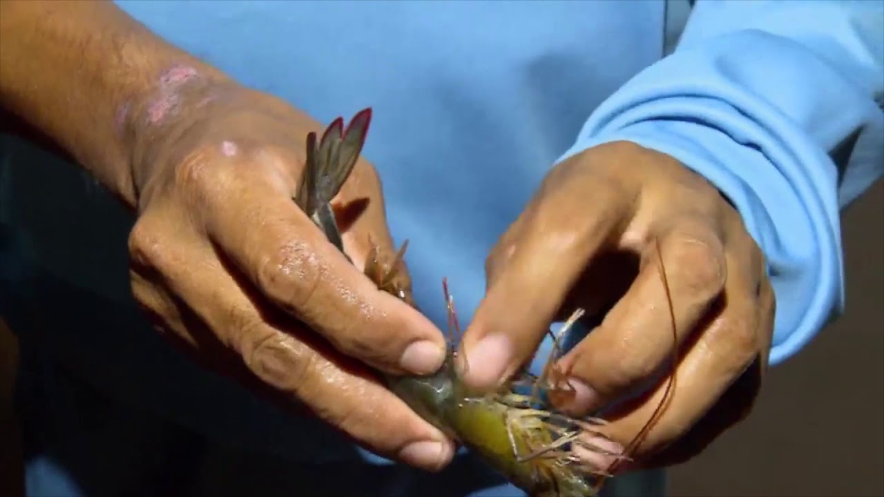 como criar camarones de agua salada